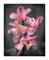 Cymbidium Orchid Bright Pink by Igor Maloratsky Wall Art Décor 16 x 13 Art Print